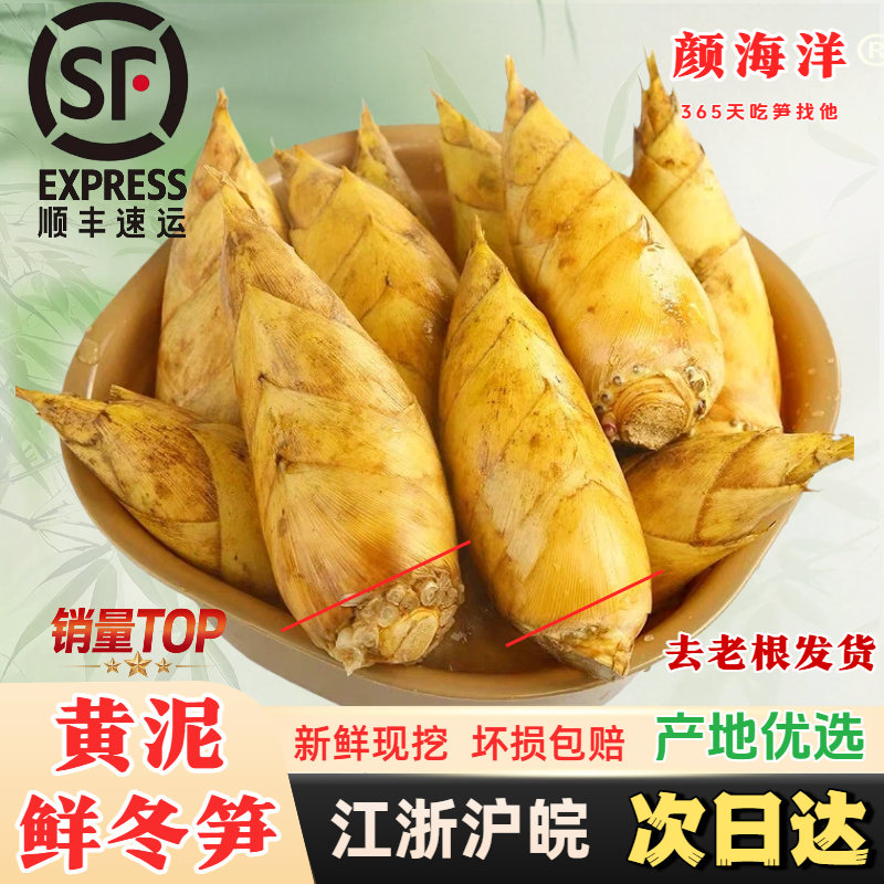 浙江临安发货新鲜冬笋大竹笋鲜笋蔬菜野生冬笋新鲜雷笋春笋鲜竹笋