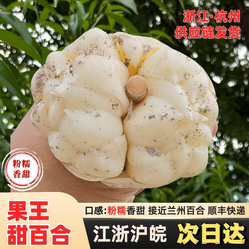 【特大果】新鲜甜百合食用大百合诚信系列口感粉糯非宜兴百合