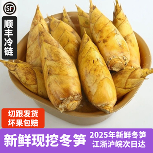 浙江临安发货新鲜冬笋大毛竹笋鲜笋蔬菜野生冬笋新鲜现挖5斤鲜笋