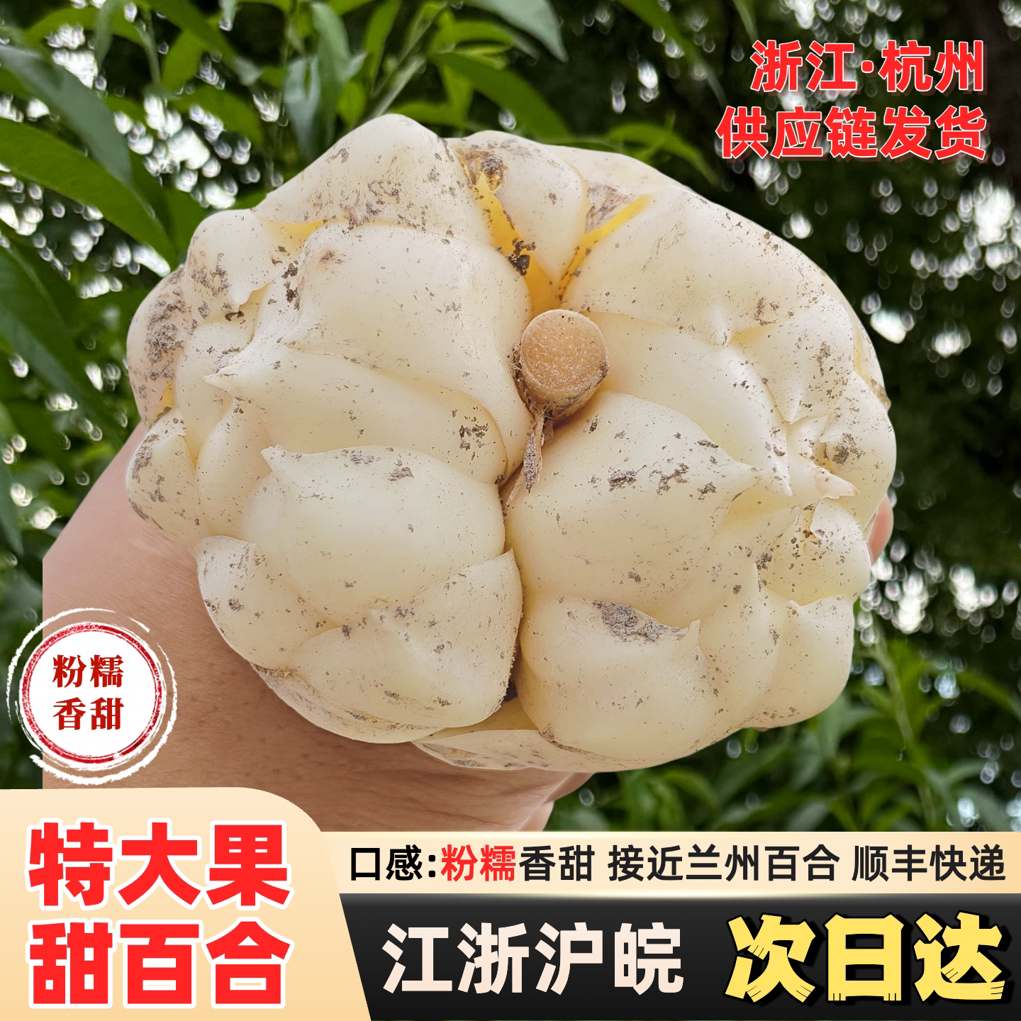【特大果】新鲜高山甜百合食用大新鲜百合