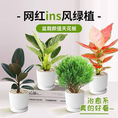 办公室桌面绿植盆栽室内客厅颜值奶油风小盆栽四季懒人好养吸甲醛