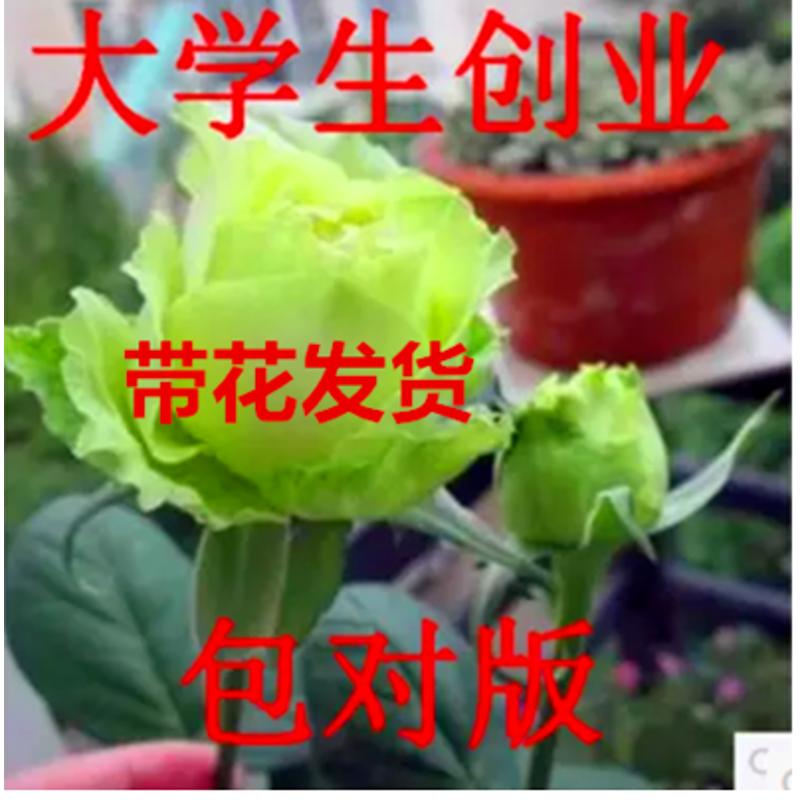 大花月季浓香庭院室内开花灌木多花切花玫瑰月季盆栽带花苞花卉