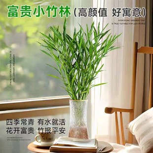 招财竹细叶富贵竹招财四r季常青卧室客厅净化空气桌面植物水培绿