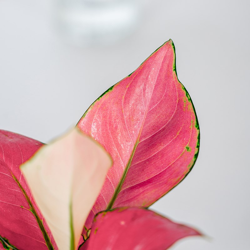 水培吉利红盆栽办公室桌面绿植净化空气I室内客厅植物花卉四季好