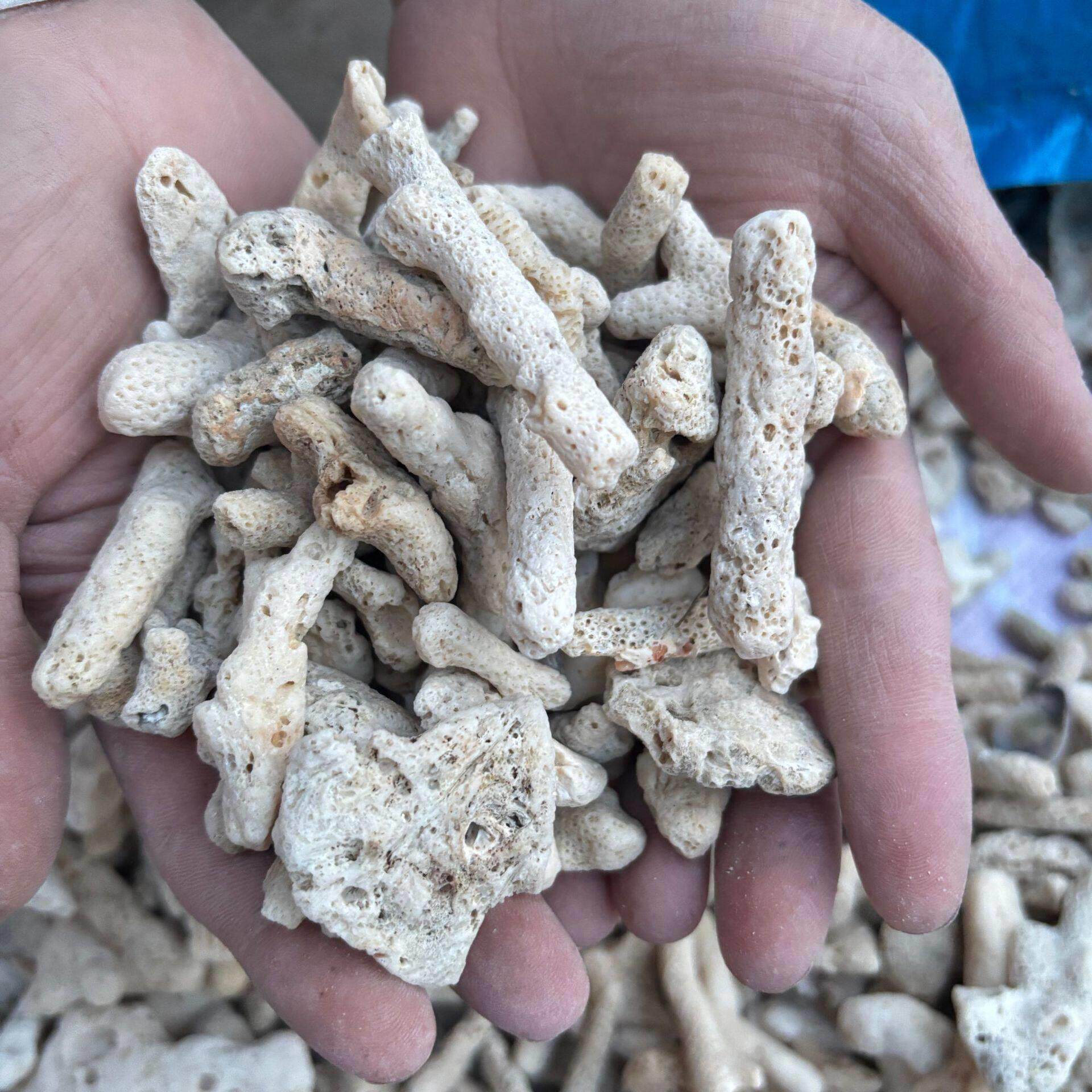 珊瑚骨鱼缸造景底砂水族过滤稳定水质珊瑚石海洋馆装饰材料珊瑚沙
