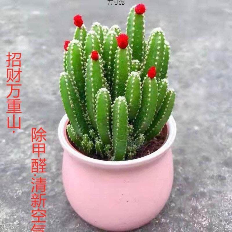 万重山多肉植物新手养殖盆栽特价绿植幼儿园绿植除厂跨境