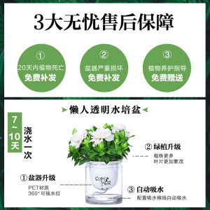 绿萝吊兰多肉发h财树花卉盆栽植物办公室内小绿植去除甲醛水培好