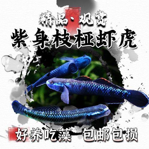 紫身枝桠虾虎原生虾虎鱼除藻素食清洁鱼缸冷S水饲养淡水小型鱼