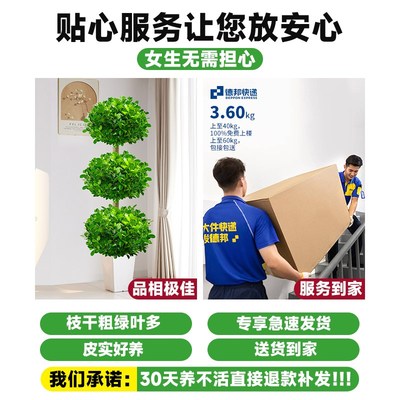 金钱榕大盆栽榕j树盆景室内招财摇钱树客厅大型植物办公室绿植好