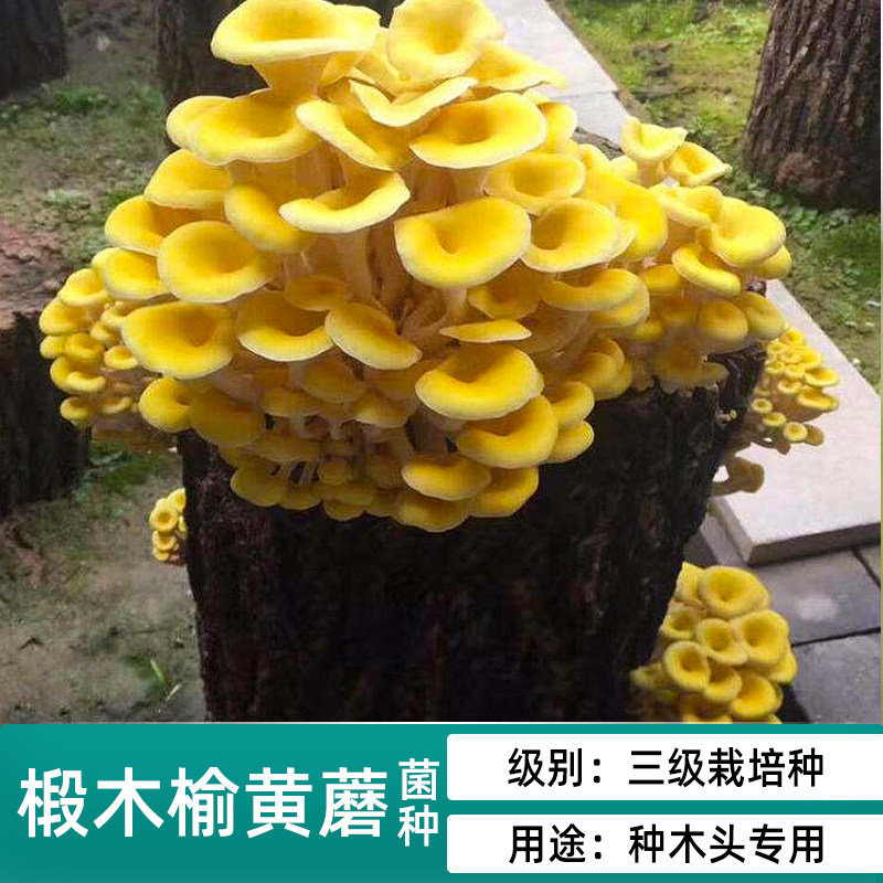 椴木菌种香菇平菇食用菌种黑木耳G木头冬菇室内可食用栽培蘑菇