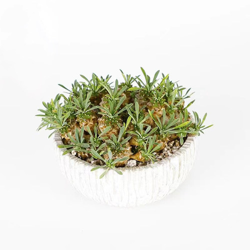 峨眉山多肉块根植物小菠萝盆栽铁甲麒麟大戟科Q室内办公室桌面绿