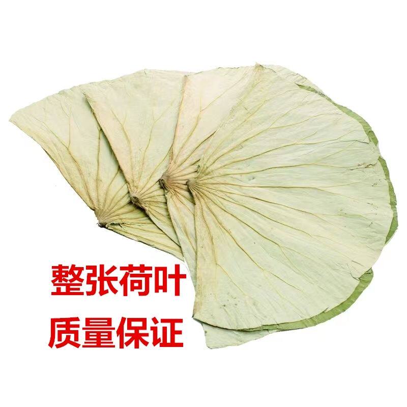【新货】精品荷叶整张荷叶茶大张商用片干糯米鸡叫花包饭新鲜批发