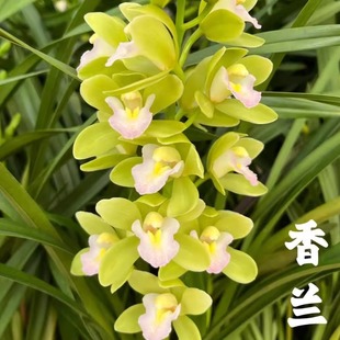 【铭品兰花】香兰蕙兰盆栽客厅室内上档次花家居饰品装饰花卉绿植