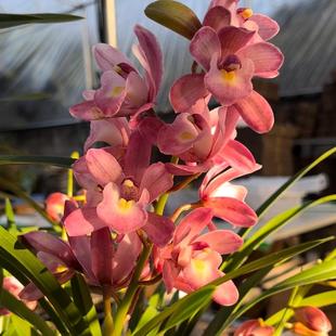 蕙兰樱花兰花盆栽青苗发货室内好养易活绿植盆栽香味浓郁