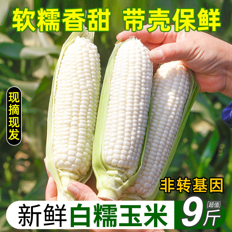 新鲜带皮白糯玉米香糯玉米牛奶粘黏玉米棒子当季蔬菜农家现摘整箱