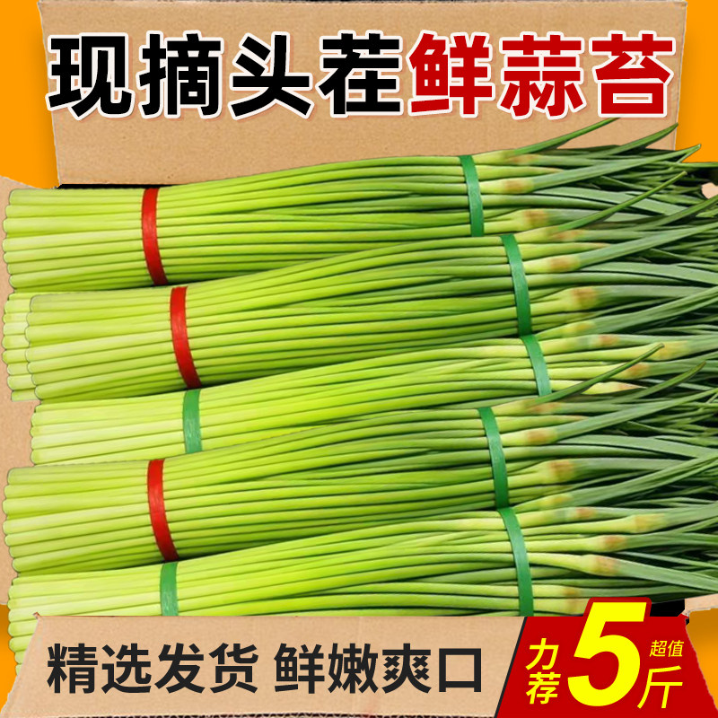2026现摘新鲜蒜苔5斤蒜薹农家蒜毫自种蒜苗当季季蔬菜蒜心9鲜嫩