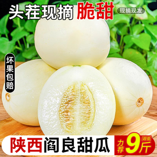 陕西阎良甜瓜正宗9斤水果新鲜应当季整箱包邮脆蜜瓜头茬香瓜现摘