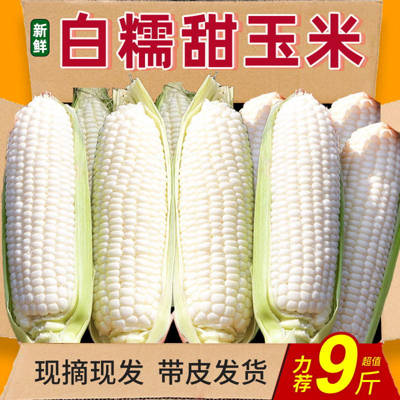 新鲜现摘现发白糯玉米9斤