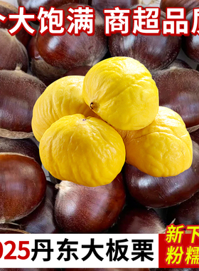 正宗丹东生板栗东北新鲜下树原产地现摘现发去毛球粉糯甜5斤包邮