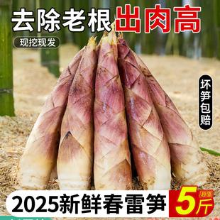 临安天目雷笋竹笋新鲜春笋现挖嫩芽笋冬笋鲜笋腌笃鲜嫩笋尖新鲜菜