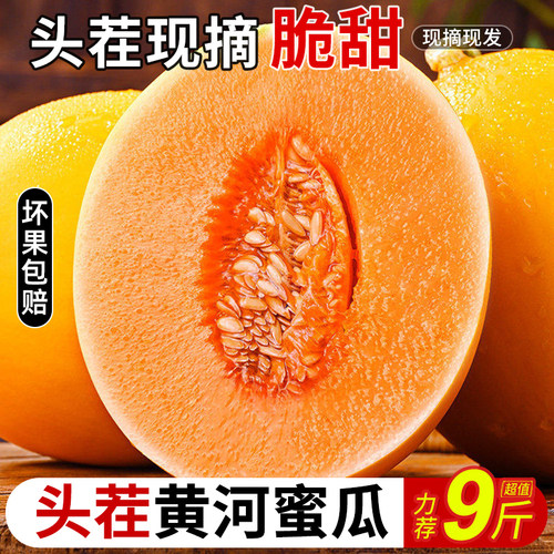 新鲜现摘蜜瓜黄金冰糖香瓜