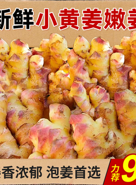 云南小黄姜嫩姜新鲜大块姜高品质一级货生姜月子老姜嫩姜包邮批发