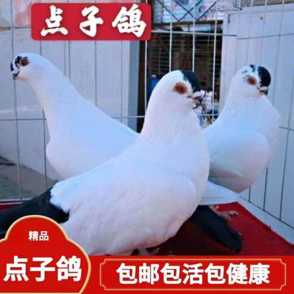 观赏鸽、鸽子活体、点子、青年、鸟
