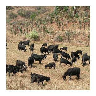 纯天然黑山羊角白山羊角原料空心灰羊角摆件狗狗磨牙羊角粉