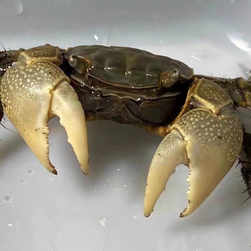 相手蟹辣椒蟹摆摊货相守蟹观赏蟹将军蟹淡水螃蟹活体宠物水族爬宠