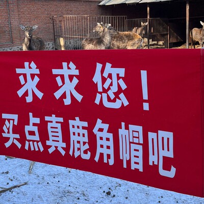 吉林长白山鹿角帽粉正品250g梅花鹿角帽鹿托盘粉鹿角冒自然脱落