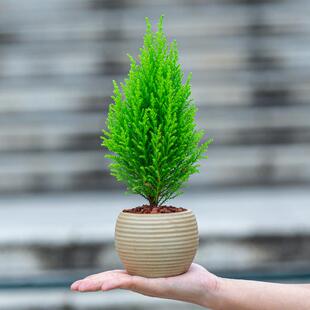 小香松树盆栽植物花卉室内客厅办公室电脑桌面绿植摆件迷你小盆景
