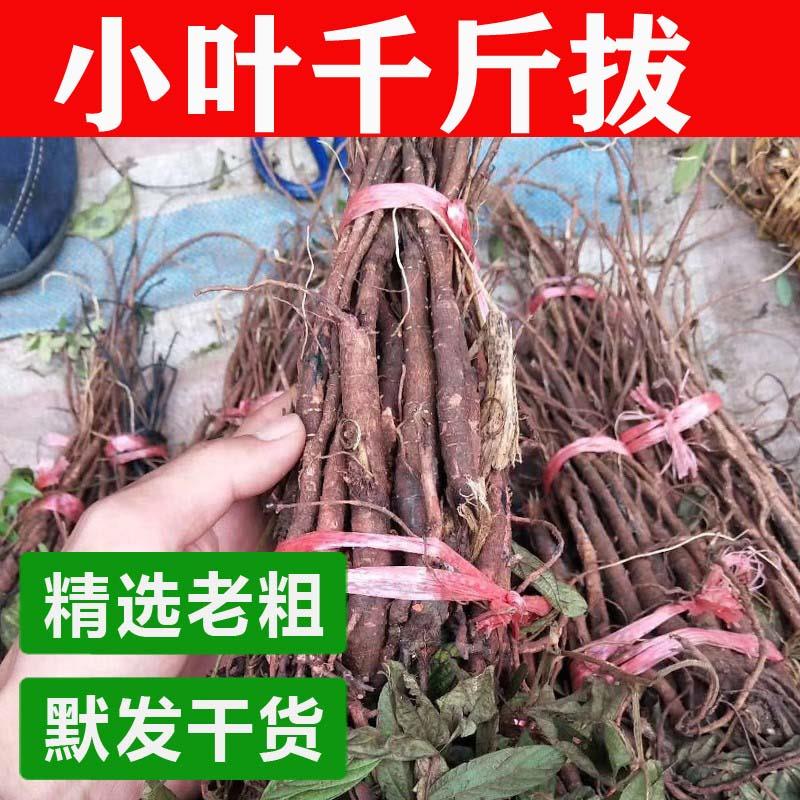广西野外千斤拔新鲜晒干中草药材千金拔一条根老鼠尾吊马桩金牛尾