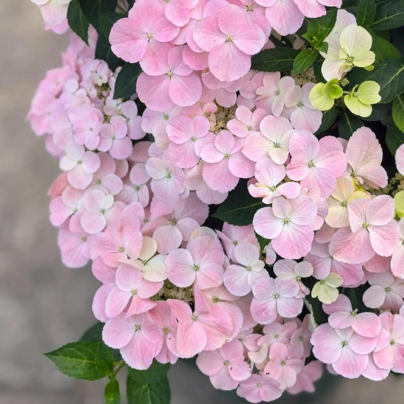 爬藤花卉白色粉色落跑新娘绣球花苗大花绣球无尽夏V苗庭院花园阳