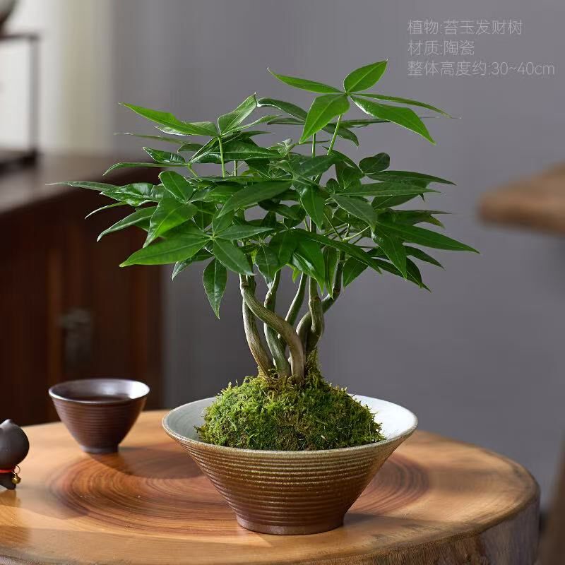 发财树盆栽绿植水培植物苔藓球室C内办公室桌面上造型茶几四季常