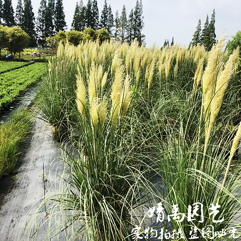 矮蒲苇芦苇草盆栽k花卉植物可做干花四季长绿多年生荒野风格耐寒