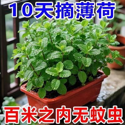 可食用薄荷种子留兰香柠檬苗猫薄荷四季播种室内阳台盆栽花种籽子