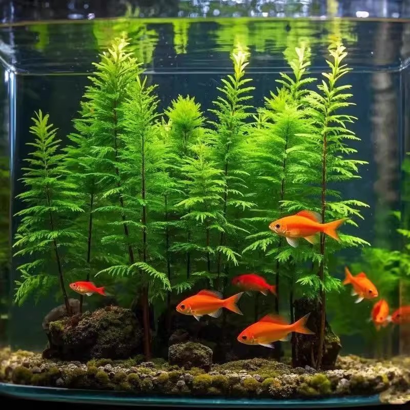 水杉水培树苗四季盆栽室内办公室客厅绿植水生植物鱼缸造景溪流沙