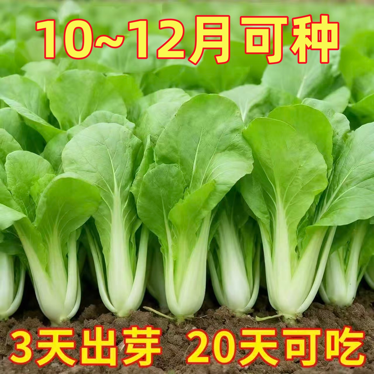 四季速生小白菜种子四季蔬菜种籽早熟小青菜阳台盆栽耐热奶油快菜