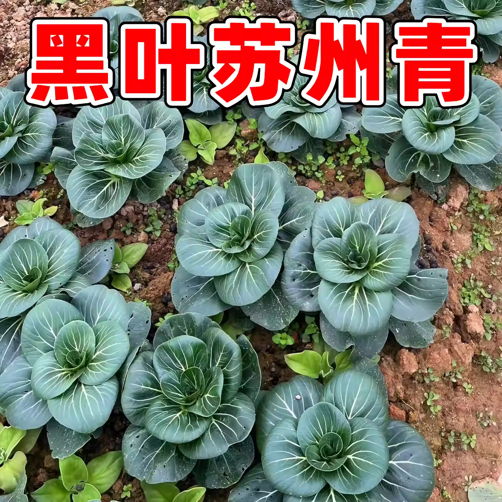 苏州青矮脚青梗菜种子秋冬四季种籽小青菜油菜上海青蔬菜大全籽种