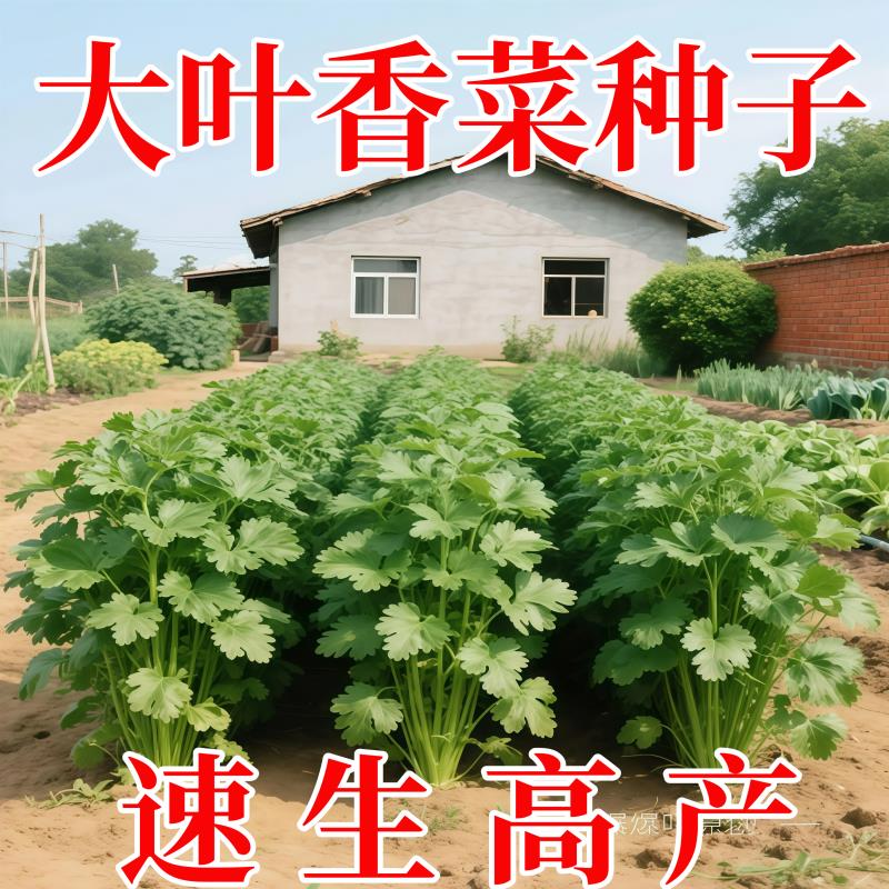 速生大叶香菜种子耐热耐抽薹芫荽种籽春秋四季农家蔬菜种籽盆栽种
