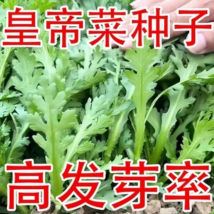 新種 分多多三叉皇帝菜味道更濃高產大葉小葉中葉茼蒿種子耐寒當季