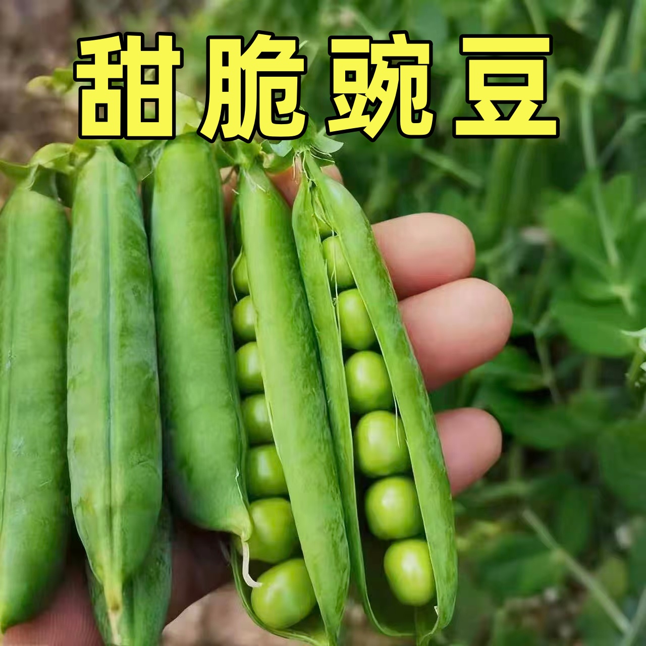 甜豌豆种子老品种水果型甜脆可生吃大荚青豆甜豌豆尖苗四季播蔬菜
