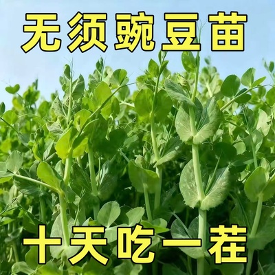 豌豆苗种蔬菜豌豆种籽尖芽苗菜种子种籽四季种植孑豌豆种豌豆吃苗