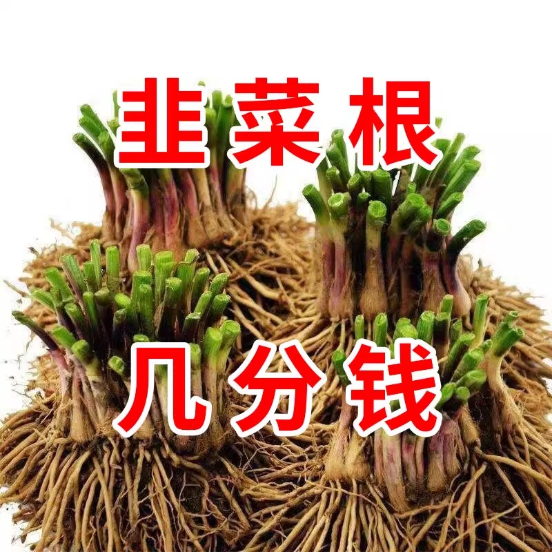 【头茬现挖】紫根韭菜根苗宽叶紫红根本地香韭菜家庭阳台好养