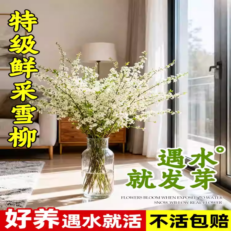 雪柳干枝鲜枝水养插花水培植物鲜花卉室内盆栽带花苞绿植龙柳好活
