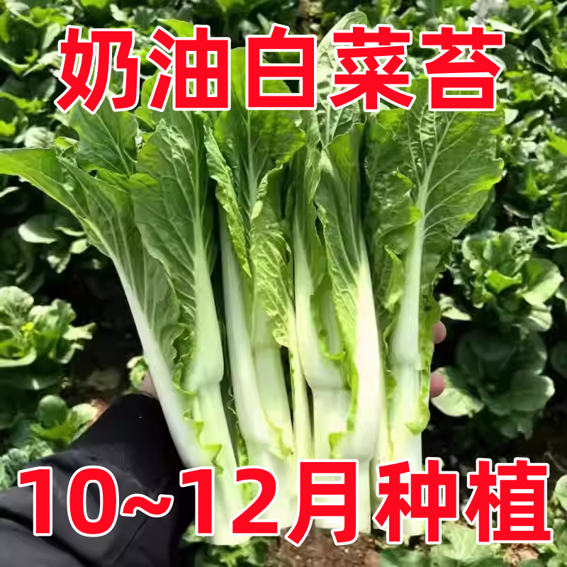 四季速生奶油白菜苔种子家庭阳台盆栽蔬菜种籽高产易种耐寒菜心籽