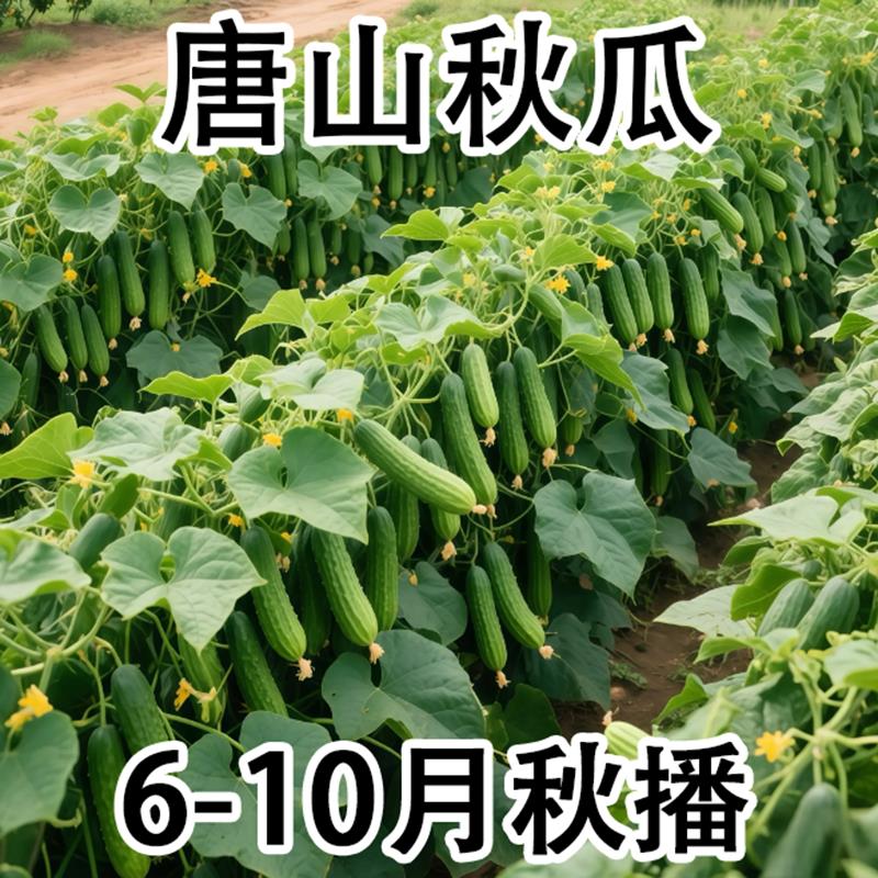 唐山秋瓜种子秋黄瓜高产水果黄瓜阳台盆栽春季秋季易播种蔬菜种子
