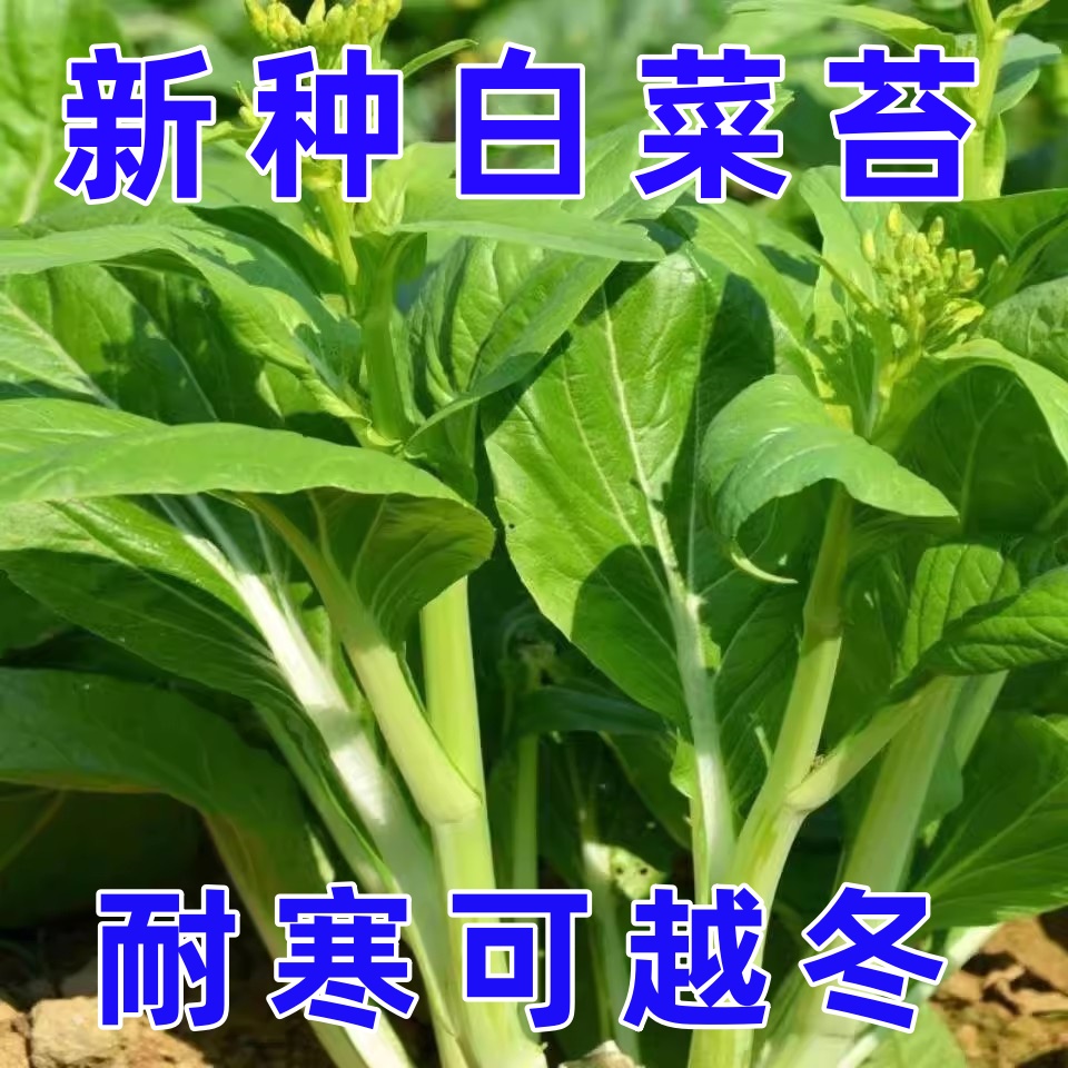 【耐寒白菜苔】种子香甜早熟白菜苔菜种阳台田园蔬菜清脆白可留种