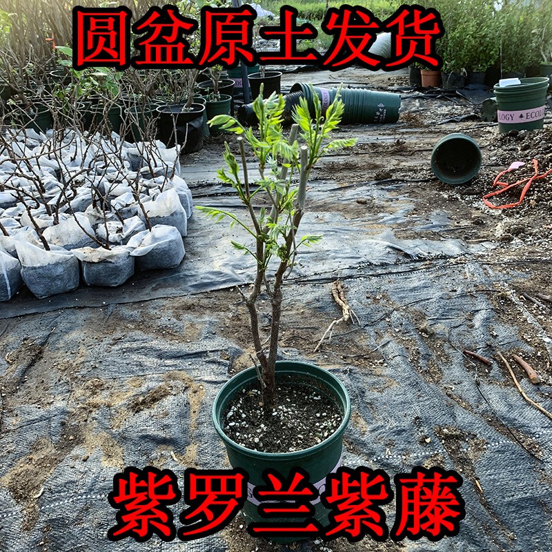 森农哥带叶土丰花紫藤树苗花苗盆栽老桩萝R藤蔓爬藤植物花卉