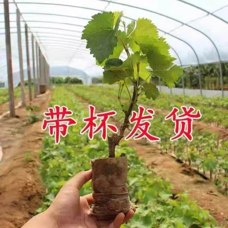 巨峰葡萄树苖苗阳光玫瑰果树果苗大全无籽南北方种植盆栽庭院爬藤